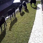 Deja *
