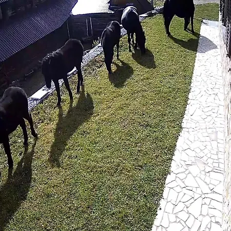 Deja *